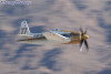 rarebear_8025t.jpg