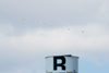 Reno11_6751t.jpg