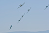 Reno12_9799t.jpg