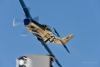 P-51