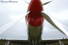 P-51
